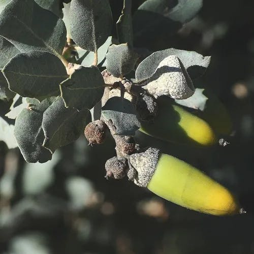 Evergreen oak (Quercus rotundifolia)-i