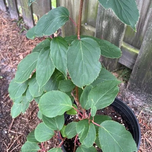 Baby kiwi (Actinidia arguta)-i