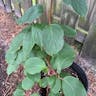 Baby kiwi (Actinidia arguta)-i