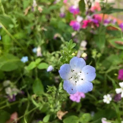 ルリカラクサ（瑠璃唐草） (Nemophila menziesii)-i