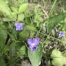 アカネスミレ（茜菫） (Viola phalacrocarpa)-i