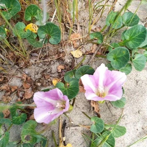 ハマヒルガオ（浜昼顔） (Calystegia soldanella)-i