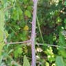 Elm-leaf blackberry (Rubus ulmifolius)-i