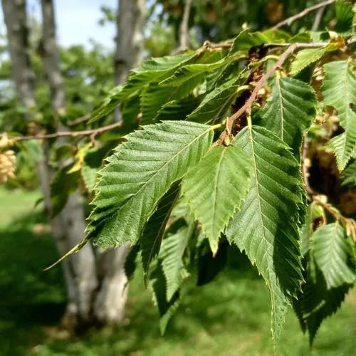 アサダ（浅田） (Ostrya japonica)-i