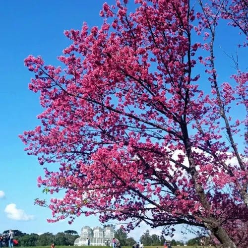 Formosan cherry (Prunus campanulata)-i