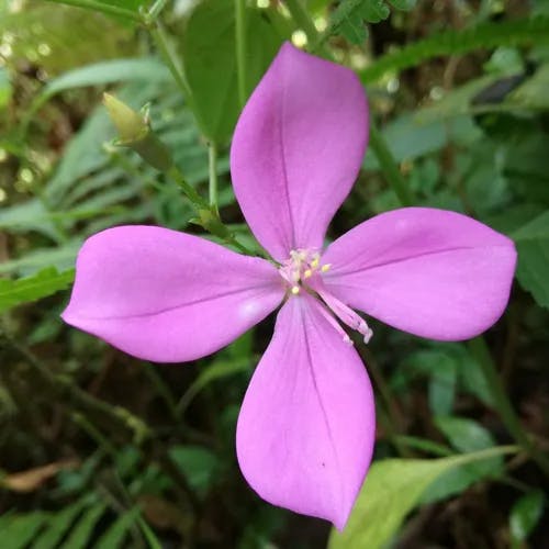 Pink fringe (Arthrostemma ciliatum)-i