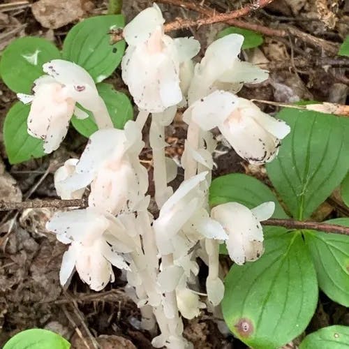 ギンリョウソウモドキ（銀龍草擬） (Monotropa uniflora)-i