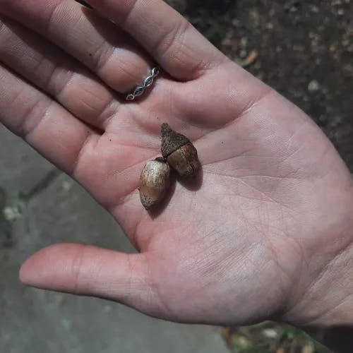 Canyon live oak (Quercus chrysolepis)-i