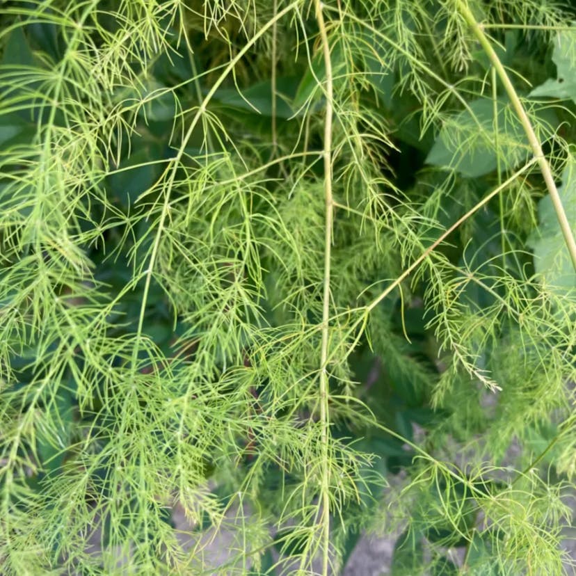 アスパラガス (Asparagus officinalis)-i