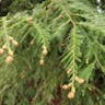 セコイア (Sequoia sempervirens)-i