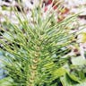 Great horsetail (Equisetum telmateia)-i