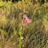 Large beardtongue (Penstemon grandiflorus)-i