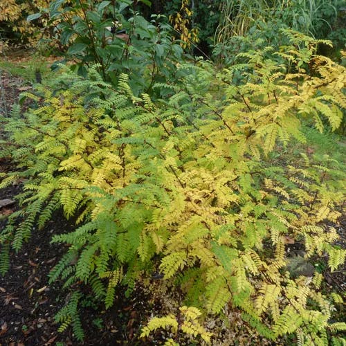 サンショウ（山椒） (Zanthoxylum piperitum)-i