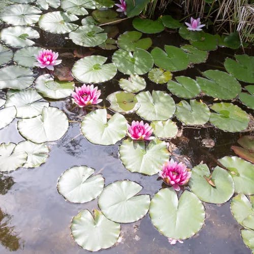 Fragrant water-lily (Nymphaea odorata)-i