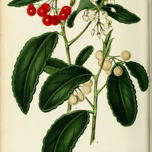 カラタチバナ（唐橘） (Ardisia crispa)-i