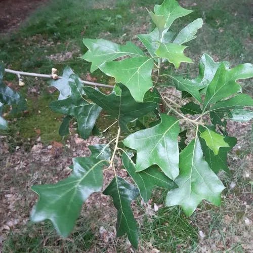 Bear oak (Quercus ilicifolia)-i