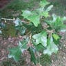 Bear oak (Quercus ilicifolia)-i