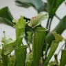 キバナヘイシソウ（黄花瓶子草） (Sarracenia flava)-i