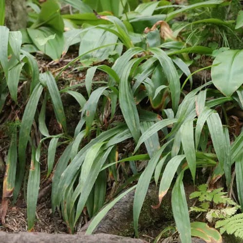 タガネソウ（鏨草） (Carex siderosticta)-i