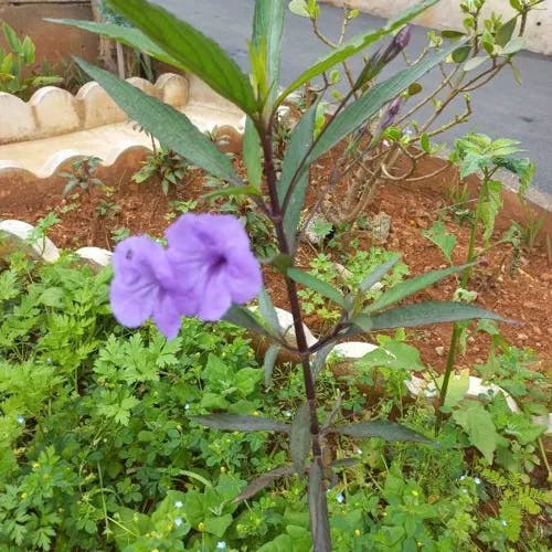 ヤナギバルイラソウ（栁葉ルイラ草） (Ruellia simplex)-i