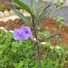 ヤナギバルイラソウ（栁葉ルイラ草） (Ruellia simplex)-i