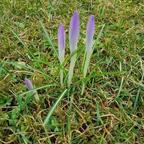 Spring crocus (Crocus vernus)-i