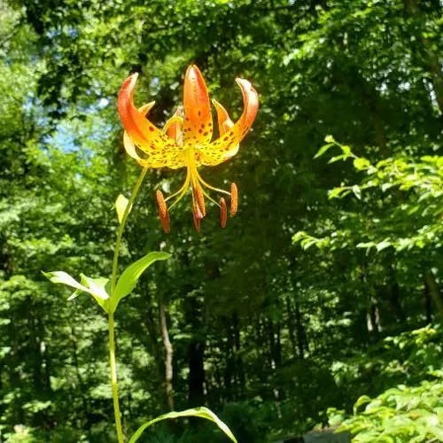 Carolina lily (Lilium michauxii)-i