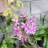 Fire star orchid (Epidendrum radicans)-i