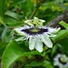 パッションフルーツ (Passiflora edulis)-i