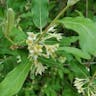 Cherry elaeagnus (Elaeagnus multiflora)-i