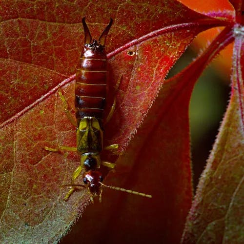 アメリカヅタ（アメリカ蔦） (Parthenocissus inserta)-i