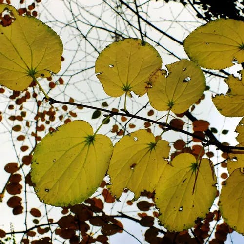 カツラ（桂） (Cercidiphyllum japonicum)-i