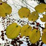 カツラ（桂） (Cercidiphyllum japonicum)-i