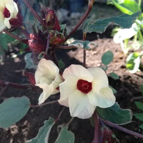 Arabian cotton (Gossypium herbaceum)-i