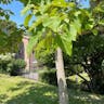 アメリカキササゲ（亜米利加木豆豇） (Catalpa bignonioides)-i