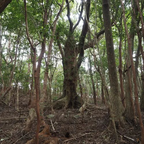 スダジイ（すだ椎） (Castanopsis sieboldii)-i