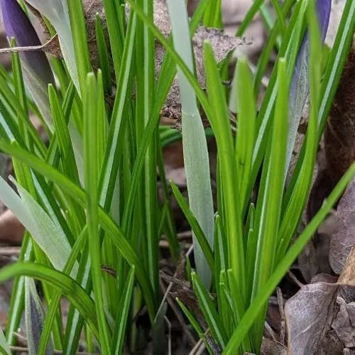 Early crocus (Crocus tommasinianus)-i