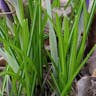 Early crocus (Crocus tommasinianus)-i