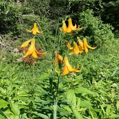 Canada lily