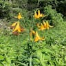 Canada lily (Lilium canadense)-i