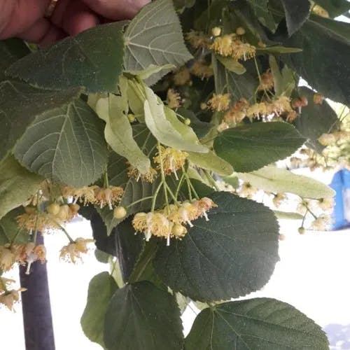 ナツボダイジュ（夏菩提樹） (Tilia platyphyllos)-i