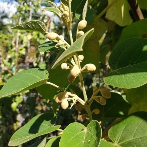 ヤンバルナスビ（山原茄子） (Solanum erianthum)-i