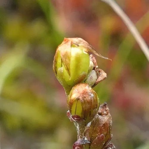 ナガエモウセンゴケ（長柄毛氈苔） (Drosera intermedia)-i