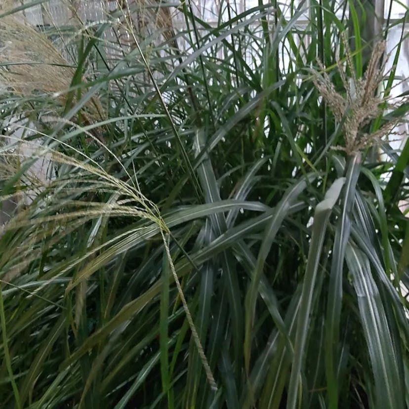 トキワススキ（常磐薄） (Miscanthus floridulus)-i