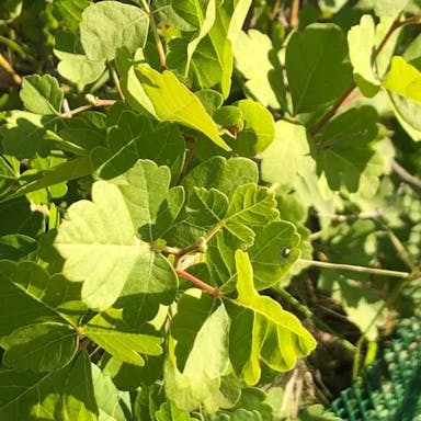 Skunkbush sumac