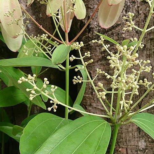 ニッケイ（肉桂） (Cinnamomum sieboldii)-i