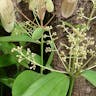 ニッケイ（肉桂） (Cinnamomum sieboldii)-i