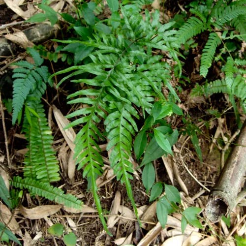 アマクサシダ（天草羊歯） (Pteris semipinnata)-i