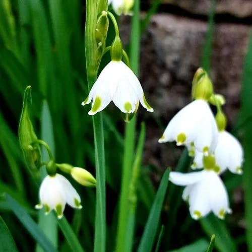 Loddon-lily (Leucojum aestivum)-i