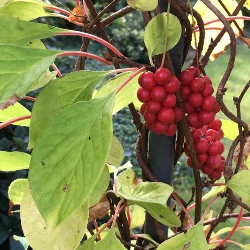 チョウセンゴミシ（朝鮮五味子） (Schisandra chinensis)-i